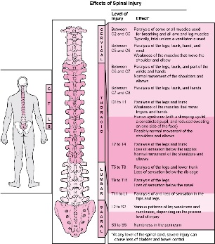 diseases in the body associated with damage to various parts of the spine