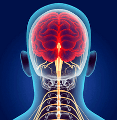illustration of the nerve canals of the cervical spine